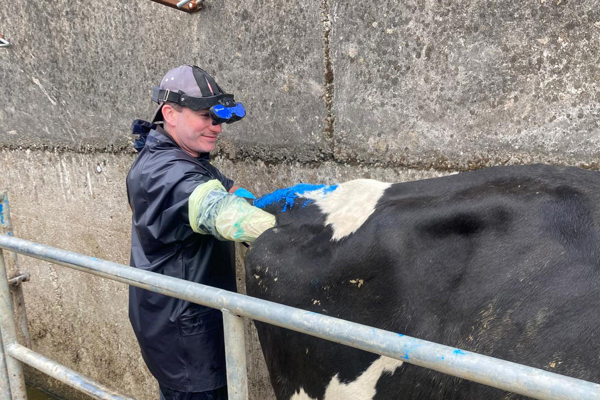 Accurate Cattle Pregnancy Scanning by ReproVet Ireland