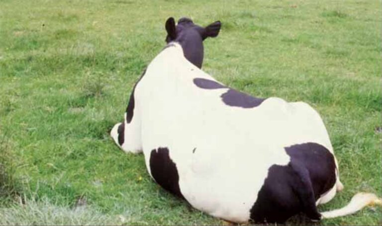 Dairy cow affected by clinical milk fever (hypocalcaemia) after calving